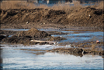 1 апрель 2016 г., Барнаул © Амител Вячеслав Мельников Наводнение на улицах Взлетная и Солнечная поляна. Фоторепортаж