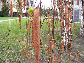 1 мая 2009 г., Барнаул   Один праздник - два митинга 