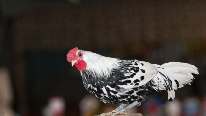 21 ноябрь 2016 г., Барнаул &copy; Амител Вячеслав Мельников   Петя-петушок. Коллекция барнаульского зоопарка