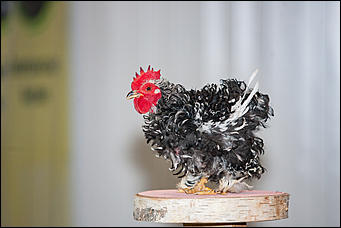 21 ноябрь 2016 г., Барнаул © Амител Вячеслав Мельников   Петя-петушок. Коллекция барнаульского зоопарка