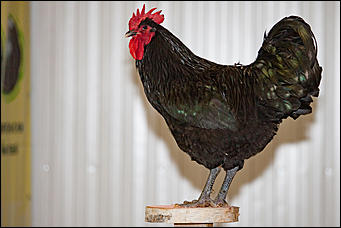 21 ноябрь 2016 г., Барнаул © Амител Вячеслав Мельников   Петя-петушок. Коллекция барнаульского зоопарка