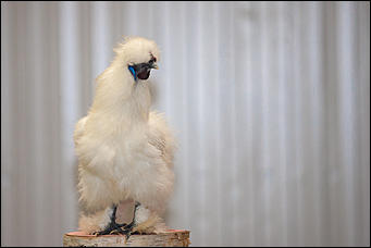 21 ноябрь 2016 г., Барнаул © Амител Вячеслав Мельников   Петя-петушок. Коллекция барнаульского зоопарка