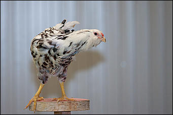 21 ноябрь 2016 г., Барнаул © Амител Вячеслав Мельников   Петя-петушок. Коллекция барнаульского зоопарка