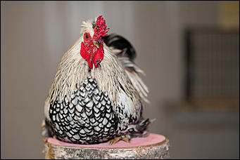 21 ноябрь 2016 г., Барнаул © Амител Вячеслав Мельников   Петя-петушок. Коллекция барнаульского зоопарка