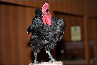 21 ноябрь 2016 г., Барнаул © Амител Вячеслав Мельников   Петя-петушок. Коллекция барнаульского зоопарка