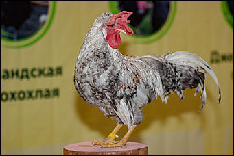 21 ноябрь 2016 г., Барнаул © Амител Вячеслав Мельников   Петя-петушок. Коллекция барнаульского зоопарка