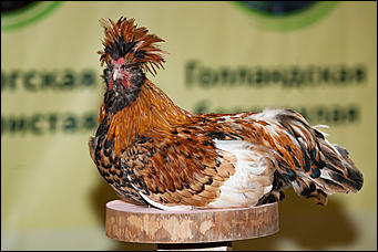 21 ноябрь 2016 г., Барнаул © Амител Вячеслав Мельников   Петя-петушок. Коллекция барнаульского зоопарка