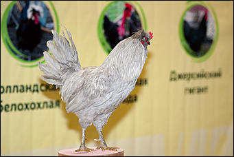 21 ноябрь 2016 г., Барнаул © Амител Вячеслав Мельников   Петя-петушок. Коллекция барнаульского зоопарка