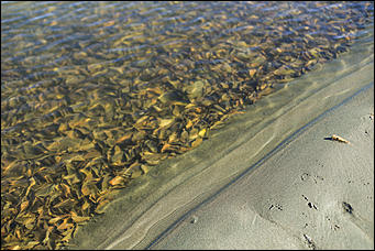 16 октября 2019 г., Барнаул. Екатерина Смолихина   Нежный октябрь: солнечная фотопрогулка вдоль обмелевшей Оби