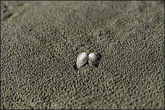 16 октября 2019 г., Барнаул. Екатерина Смолихина   Нежный октябрь: солнечная фотопрогулка вдоль обмелевшей Оби