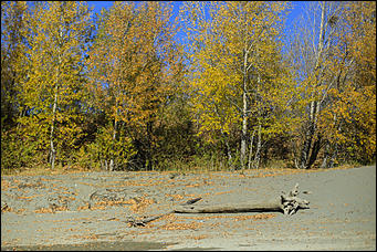 16 октября 2019 г., Барнаул. Екатерина Смолихина   Нежный октябрь: солнечная фотопрогулка вдоль обмелевшей Оби