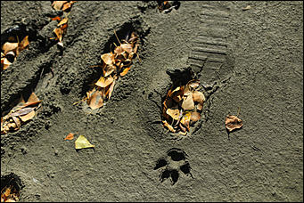 16 октября 2019 г., Барнаул. Екатерина Смолихина   Нежный октябрь: солнечная фотопрогулка вдоль обмелевшей Оби