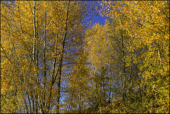 16 октября 2019 г., Барнаул. Екатерина Смолихина   Нежный октябрь: солнечная фотопрогулка вдоль обмелевшей Оби