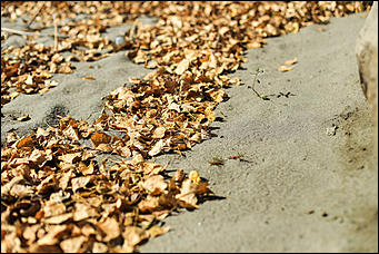 16 октября 2019 г., Барнаул. Екатерина Смолихина   Нежный октябрь: солнечная фотопрогулка вдоль обмелевшей Оби