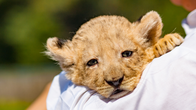 16 август 2016 г., Барнаул &copy; Амител Вячеслав Мельников   Служебный роман. Первая фотосессия маленькой львицы из барнаульского зоопарка