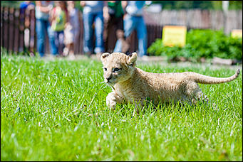 16 август 2016 г., Барнаул © Амител Вячеслав Мельников   Служебный роман. Первая фотосессия маленькой львицы из барнаульского зоопарка