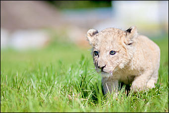 16 август 2016 г., Барнаул © Амител Вячеслав Мельников   Служебный роман. Первая фотосессия маленькой львицы из барнаульского зоопарка