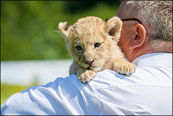 16 август 2016 г., Барнаул © Амител Вячеслав Мельников   Служебный роман. Первая фотосессия маленькой львицы из барнаульского зоопарка