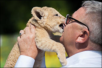 16 август 2016 г., Барнаул © Амител Вячеслав Мельников   Служебный роман. Первая фотосессия маленькой львицы из барнаульского зоопарка