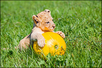 16 август 2016 г., Барнаул © Амител Вячеслав Мельников   Служебный роман. Первая фотосессия маленькой львицы из барнаульского зоопарка
