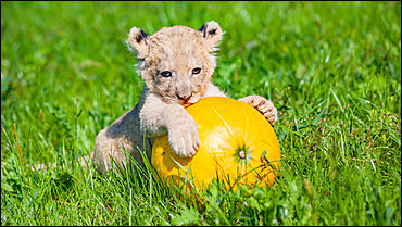 16 август 2016 г., Барнаул © Амител Вячеслав Мельников   Служебный роман. Первая фотосессия маленькой львицы из барнаульского зоопарка