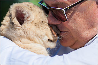 16 август 2016 г., Барнаул © Амител Вячеслав Мельников   Служебный роман. Первая фотосессия маленькой львицы из барнаульского зоопарка