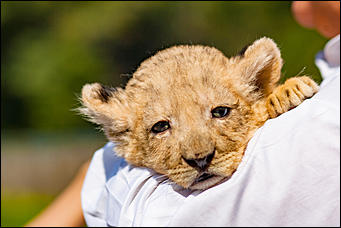 16 август 2016 г., Барнаул © Амител Вячеслав Мельников   Служебный роман. Первая фотосессия маленькой львицы из барнаульского зоопарка