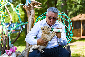 16 август 2016 г., Барнаул © Амител Вячеслав Мельников   Служебный роман. Первая фотосессия маленькой львицы из барнаульского зоопарка