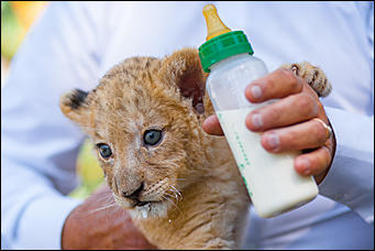 16 август 2016 г., Барнаул © Амител Вячеслав Мельников   Служебный роман. Первая фотосессия маленькой львицы из барнаульского зоопарка