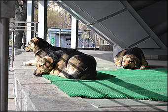 12 апрель 2016 г., Санкт-Петербург. Фото Александры Черданцевой   Необычный, но простой Петербург