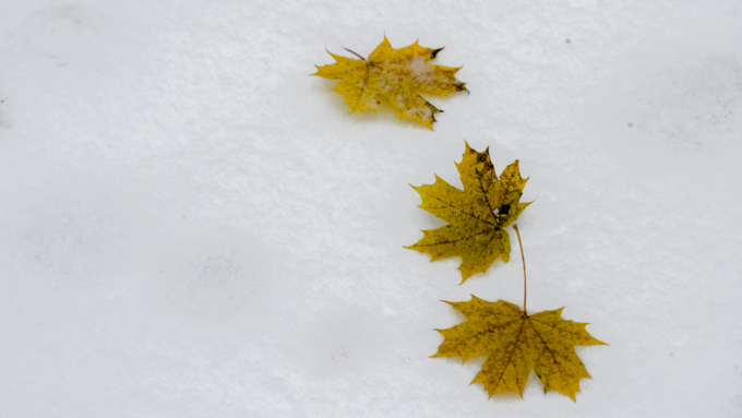 26 октябрь 2016 г., Барнаул  &copy; Амител Вячеслав Мельников   Контраст осенних красок и снежной белизны: фоторепортаж из дендрария