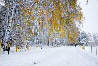 26 октябрь 2016 г., Барнаул  © Амител Вячеслав Мельников   Контраст осенних красок и снежной белизны: фоторепортаж из дендрария