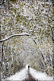 26 октябрь 2016 г., Барнаул  © Амител Вячеслав Мельников   Контраст осенних красок и снежной белизны: фоторепортаж из дендрария