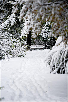 26 октябрь 2016 г., Барнаул  © Амител Вячеслав Мельников   Контраст осенних красок и снежной белизны: фоторепортаж из дендрария
