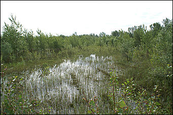 26 июня 2007 г., Барнаул   Барнаульский городской пляж за 2 дня до открытия