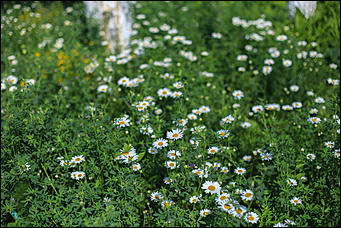 21 июня 2018 г., Барнаул. Екатерина Смолихина   Ускользающая красота: фотопрогулка по барнаульскому Потоку