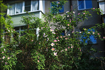 21 июня 2018 г., Барнаул. Екатерина Смолихина   Ускользающая красота: фотопрогулка по барнаульскому Потоку