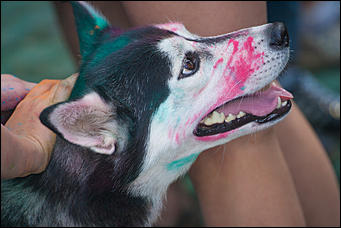 4 июль 2016 г., Барнаул © Амител Вячеслав Мельников   Праздник красок в "Солнечном ветре"