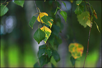 14 августа 2018 г., Барнаул. Екатерина Смолихина   Цвет настроения – осень: фоторепортаж с улиц Барнаула