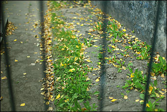 14 августа 2018 г., Барнаул. Екатерина Смолихина   Цвет настроения – осень: фоторепортаж с улиц Барнаула