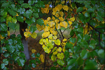 14 августа 2018 г., Барнаул. Екатерина Смолихина   Цвет настроения – осень: фоторепортаж с улиц Барнаула