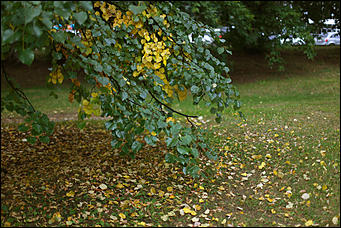14 августа 2018 г., Барнаул. Екатерина Смолихина   Цвет настроения – осень: фоторепортаж с улиц Барнаула