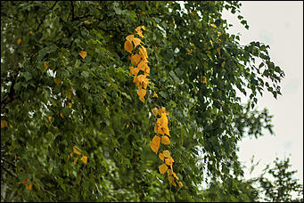 14 августа 2018 г., Барнаул. Екатерина Смолихина   Цвет настроения – осень: фоторепортаж с улиц Барнаула