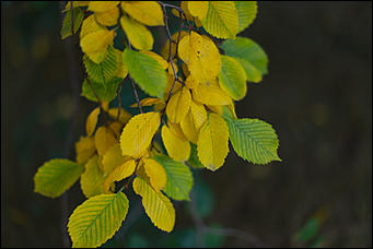 14 августа 2018 г., Барнаул. Екатерина Смолихина   Цвет настроения – осень: фоторепортаж с улиц Барнаула