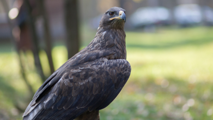 4 октябрь 2016 г., Барнаул &copy; Амител Вячеслав Мельников   Птичий дом для высокого полета: как живут соколы в барнаульском питомнике