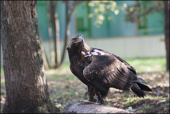 4 октябрь 2016 г., Барнаул © Амител Вячеслав Мельников   Птичий дом для высокого полета: как живут соколы в барнаульском питомнике