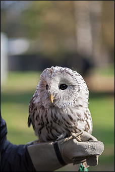 4 октябрь 2016 г., Барнаул © Амител Вячеслав Мельников   Птичий дом для высокого полета: как живут соколы в барнаульском питомнике