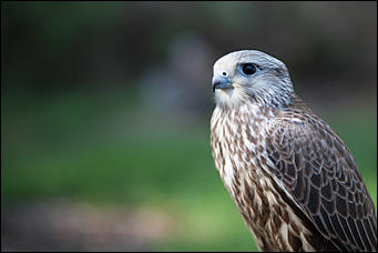 4 октябрь 2016 г., Барнаул © Амител Вячеслав Мельников   Птичий дом для высокого полета: как живут соколы в барнаульском питомнике