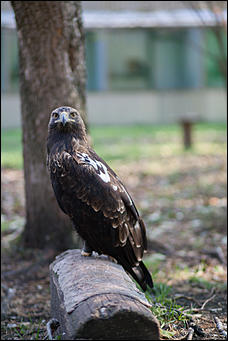 4 октябрь 2016 г., Барнаул © Амител Вячеслав Мельников   Птичий дом для высокого полета: как живут соколы в барнаульском питомнике