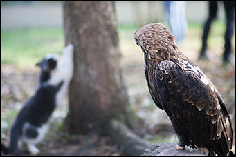 4 октябрь 2016 г., Барнаул © Амител Вячеслав Мельников   Птичий дом для высокого полета: как живут соколы в барнаульском питомнике